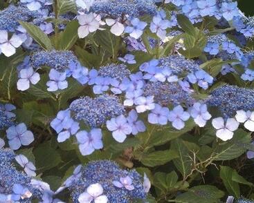 Hortenzie pilovitá 'Veerle'