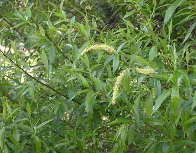Vrba křehká - Salix fragilis