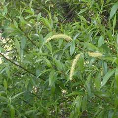 Vrba křehká - Salix fragilis