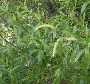 Vrba křehká - Salix fragilis