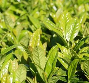 Bobkovišeň lékařská 'Josa' - Prunus laurocerasus 'Josa'