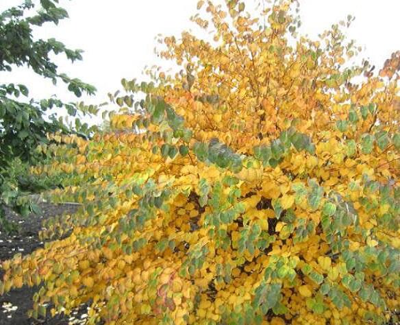 Zmarličník japonský 'Ra' - Cercidiphyllum japonicum 'Ra'
