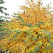 Zmarličník japonský 'Ra' - Cercidiphyllum japonicum 'Ra'