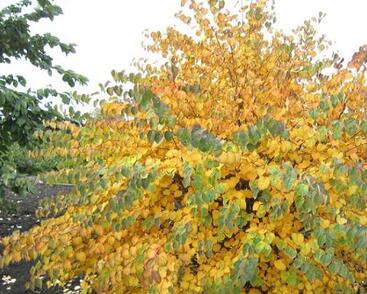 Zmarličník japonský 'Ra'