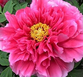 Pivoňka dřevitá 'Light Pink' - Paeonia suffruticosa 'Light Pink'