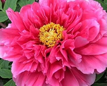 Pivoňka dřevitá 'Light Pink'