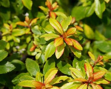 Zábluda 'Glowing Embers'