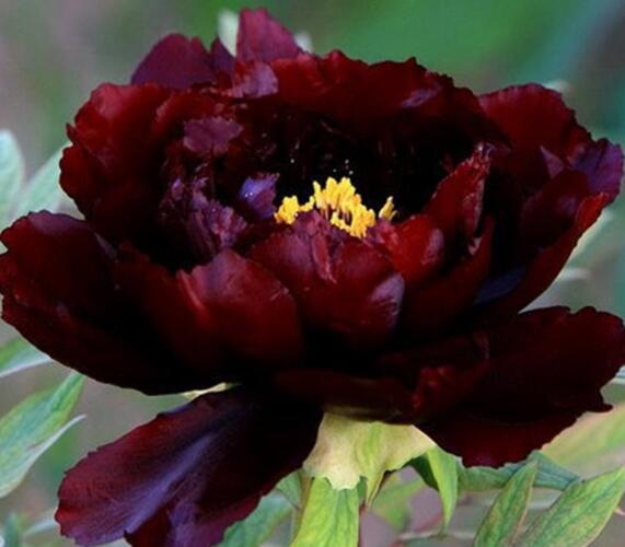 Pivoňka dřevitá 'Dark Red' - Paeonia suffruticosa 'Dark Red'