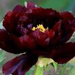 Pivoňka dřevitá 'Dark Red' - Paeonia suffruticosa 'Dark Red'