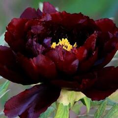 Pivoňka dřevitá 'Dark Red' - Paeonia suffruticosa 'Dark Red'