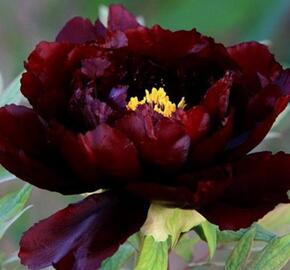 Pivoňka dřevitá 'Dark Red' - Paeonia suffruticosa 'Dark Red'