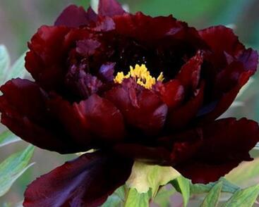 Pivoňka dřevitá 'Dark Red'