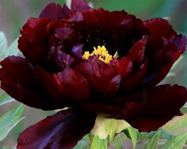 Pivoňka dřevitá 'Dark Red' - Paeonia suffruticosa 'Dark Red'