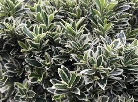 Brslen japonský 'Microphyllus Albovar' - Euonymus japonicus 'Microphyllus Albovar'