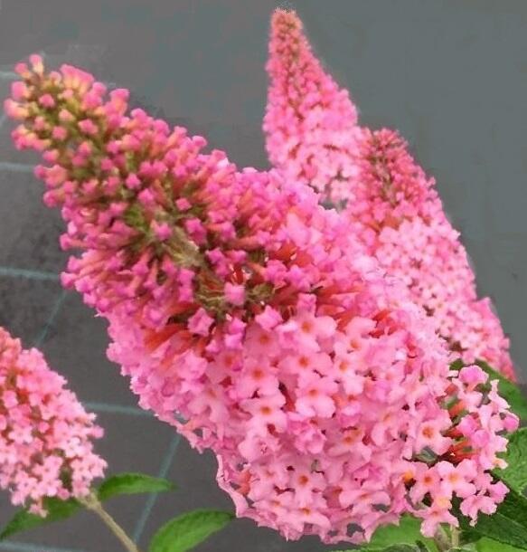 Motýlí keř, Komule Davidova 'Pink Panther' - Buddleja davidii 'Pink Panther'