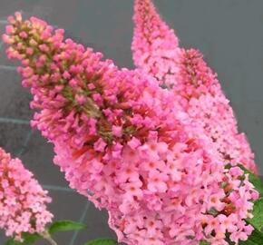 Motýlí keř, Komule Davidova 'Pink Panther' - Buddleja davidii 'Pink Panther'