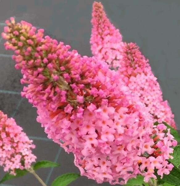 Motýlí keř, Komule Davidova 'Pink Panther' - Buddleja davidii 'Pink Panther'
