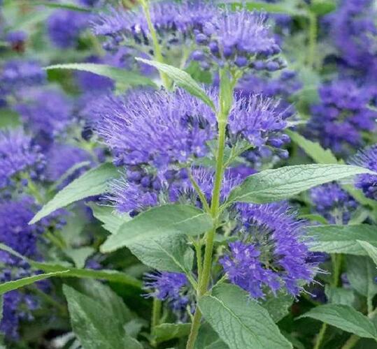 Ořechokřídlec clandonský 'Blue Empire' - Caryopteris clandonensis 'Blue Empire'