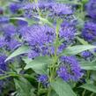 Ořechokřídlec clandonský 'Blue Empire' - Caryopteris clandonensis 'Blue Empire'