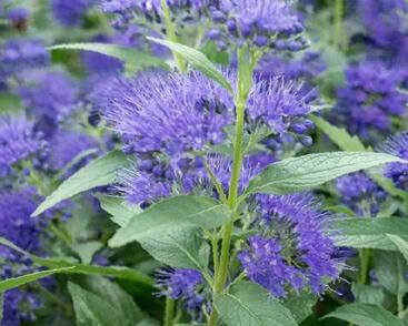 Ořechokřídlec clandonský 'Blue Empire'