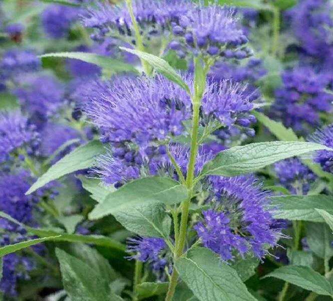 Ořechokřídlec clandonský 'Blue Empire' - Caryopteris clandonensis 'Blue Empire'