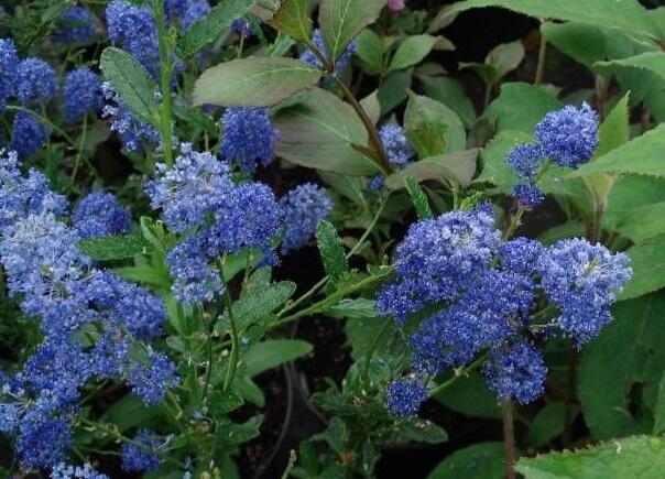 Latnatec 'Edinburgh' - Ceanothus 'Edinburgh'