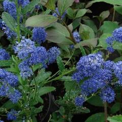 Latnatec 'Edinburgh' - Ceanothus 'Edinburgh'