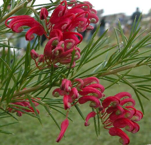 Grevilea jalovcová - Grevillea juniperina