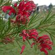 Grevilea jalovcová - Grevillea juniperina