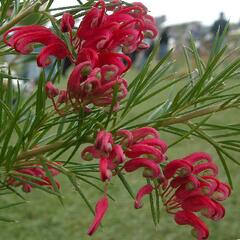 Grevilea jalovcová - Grevillea juniperina