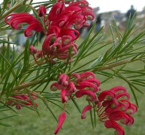 Grevilea jalovcová - Grevillea juniperina