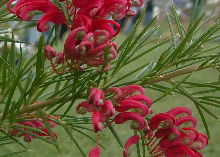 Grevilea jalovcová - Grevillea juniperina