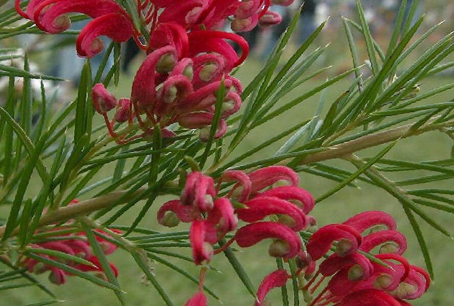 Grevilea jalovcová - Grevillea juniperina