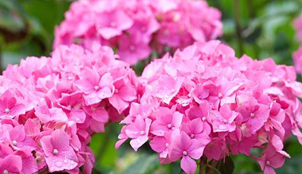 Hortenzie velkolistá 'Gerda Steiniger' - Hydrangea macrophylla 'Gerda Steiniger'