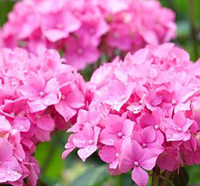 Hortenzie velkolistá 'Gerda Steiniger' - Hydrangea macrophylla 'Gerda Steiniger'