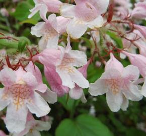 Kolkvície krásná 'Pink Cloud' - Kolkwitzia amabilis 'Rosea'