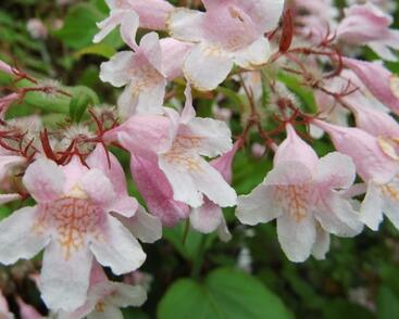Kolkvície krásná 'Pink Cloud'