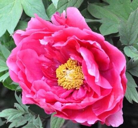 Pivoňka dřevitá 'Dark Pink' - Paeonia suffruticosa 'Dark Pink'