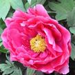 Pivoňka dřevitá 'Dark Pink' - Paeonia suffruticosa 'Dark Pink'