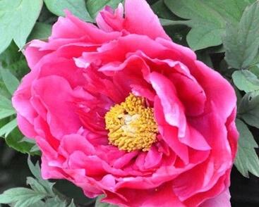 Pivoňka dřevitá 'Dark Pink'