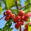 Hloh slívolistý - Crataegus persimilis