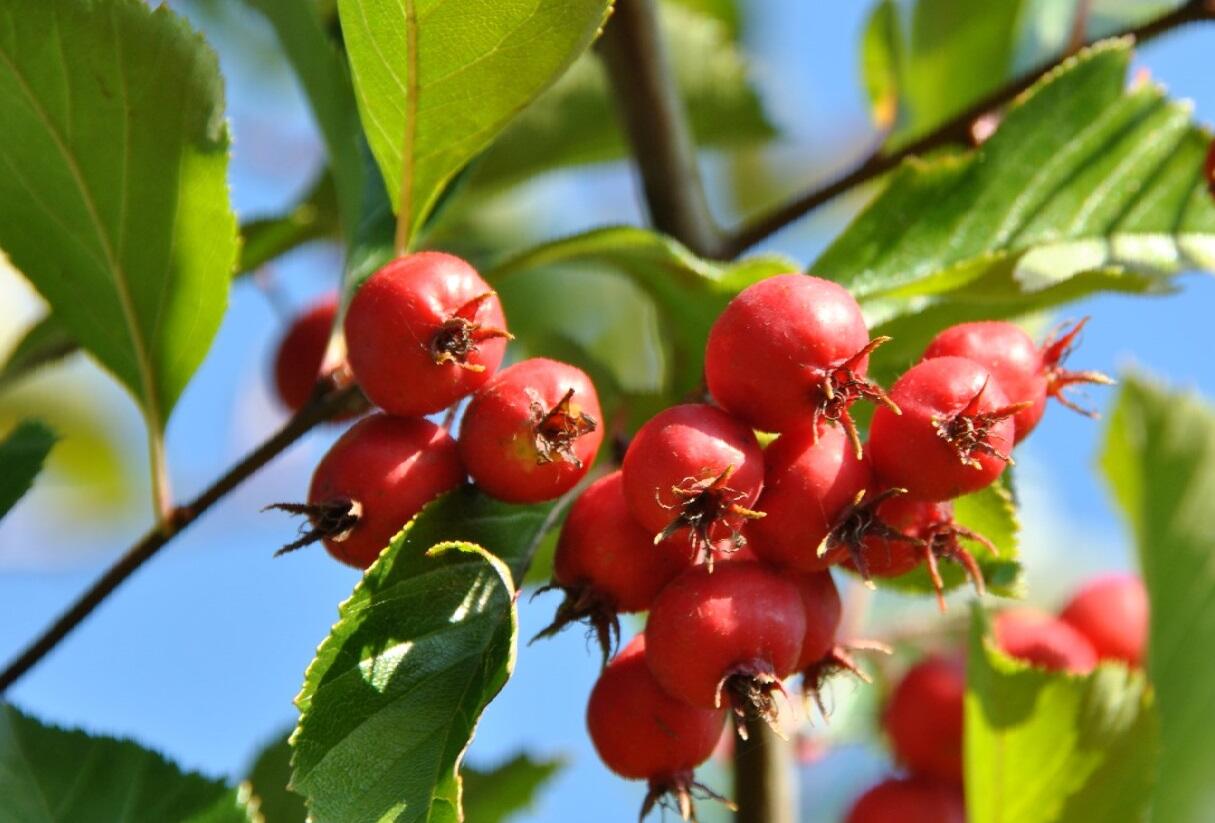 Hloh slívolistý - Crataegus persimilis