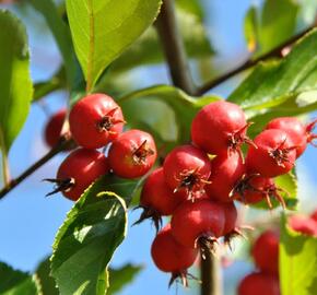 Hloh slívolistý - Crataegus persimilis