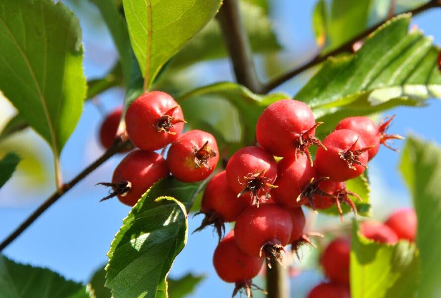 Hloh slívolistý - Crataegus persimilis