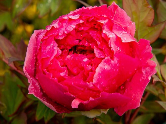 Pivoňka dřevitá 'Light Red' - Paeonia suffruticosa 'Light Red'