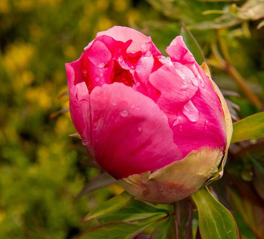 Pivoňka dřevitá 'Light Red' - Paeonia suffruticosa 'Light Red'