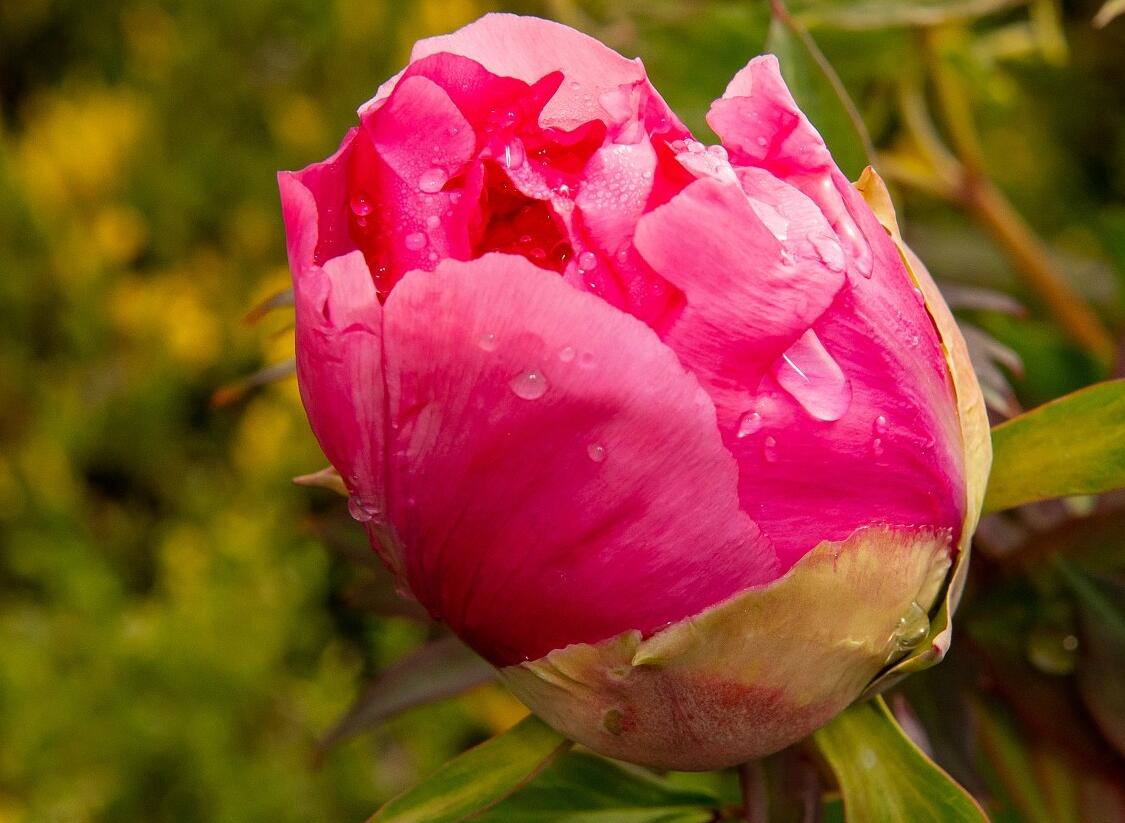 Pivoňka dřevitá 'Light Red' - Paeonia suffruticosa 'Light Red'