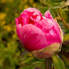 Pivoňka dřevitá 'Light Red' - Paeonia suffruticosa 'Light Red'