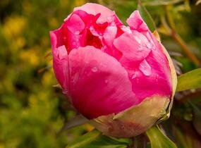 Pivoňka dřevitá 'Light Red' - Paeonia suffruticosa 'Light Red'