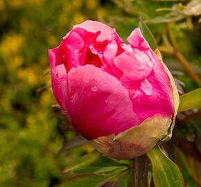 Pivoňka dřevitá 'Light Red' - Paeonia suffruticosa 'Light Red'